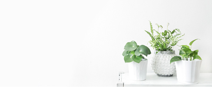 Plant1 Banner2
