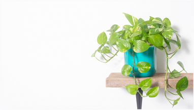 Plant2 Banner2
