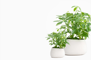 Plant3 Banner