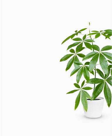 Plant3 Banner3